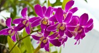 Extraordinária quarta, para votar projeto da Exposição de Orquídeas