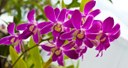 Extraordinária quarta, para votar projeto da Exposição de Orquídeas