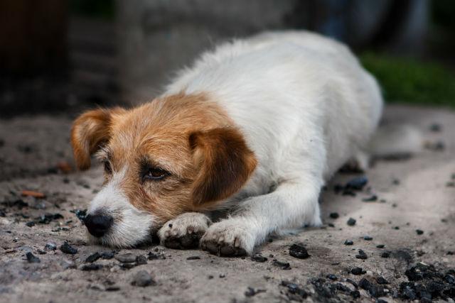 Aprovado projeto para aumentar castrações de animais de rua