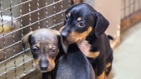 Câmara e entidades protetoras dos animais debatem providências quanto ao futuro centro de recuperação