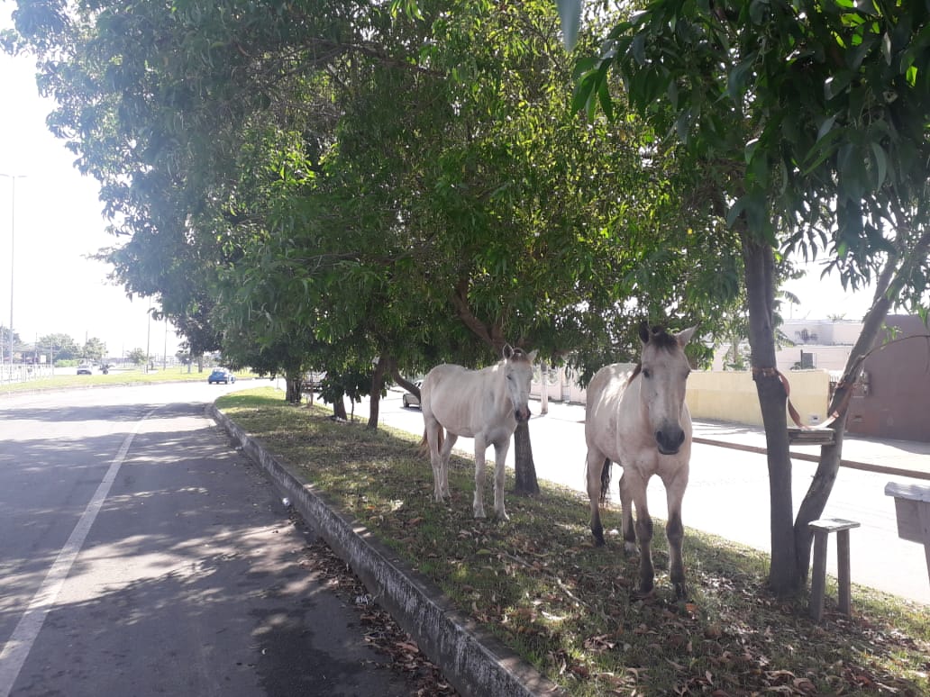 Câmara em Pauta: Vereadores e Prefeito discutem a situação dos Cavalos soltos em via pública 
