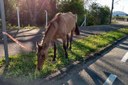 Cavalos soltos nas ruas ou abandonados: resgate destes animais vai ser discutido na Câmara Cavalos soltos nas ruas ou abandonados: resgate destes animais vai ser discutido na Câmara