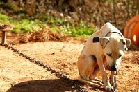 Dezembro Verde é aprovado na Câmara de Vereadores