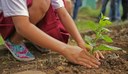Montenegro poderá ter projeto “Nasce uma criança, planta-se uma árvore” Montenegro poderá ter projeto “Nasce uma criança, planta-se uma árvore”