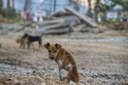 Projeto voltado para a causa animal é discutido na Câmara de Vereadores de Montenegro Projeto voltado para a causa animal é discutido na Câmara de Vereadores de Montenegro