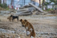 Projeto voltado para a causa animal é discutido na Câmara de Vereadores de Montenegro
